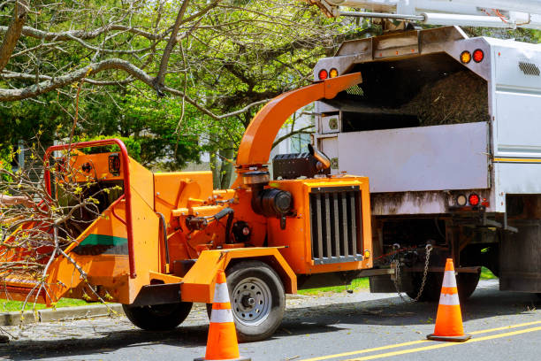 How Our Tree Care Process Works  in  Fulton, MS