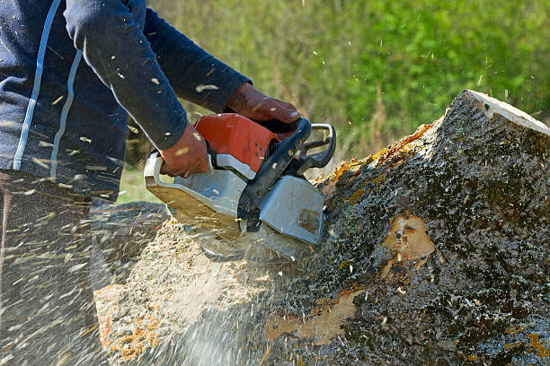 Reliable Fulton, MS Tree Care Services Solutions